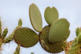 Stock Image: Opuntia lindheimeri. Texas prickly pear.