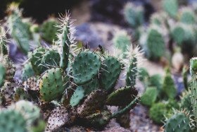 Stock Image: opuntia microdasys or bunny ears cactus