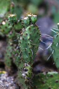 Stock Image: opuntia microdasys or bunny ears cactus