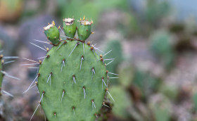 Stock Image: opuntia microdasys or bunny ears cactus