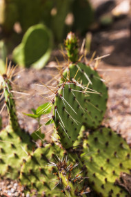Stock Image: Opuntia microdasys or Bunny ears cactus