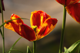 Stock Image: orange and red tulip