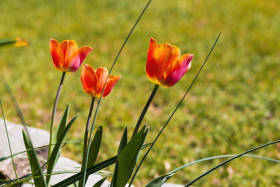 Stock Image: orange and red tulips