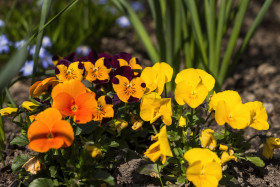 Stock Image: orange and yellow violet flowers