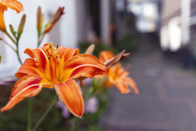 Stock Image: Orange color flowers of lily clivia in a village