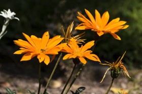 Stock Image: orange daisy