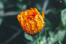 Stock Image: Orange Daisy in Rain