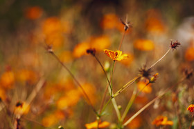 Stock Image: orange flower background