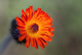 Stock Image: orange hawkweed flower