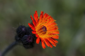 Stock Image: orange hawkweed flower