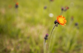 Stock Image: Orange Hawkweed flower