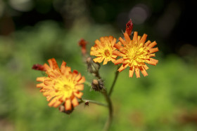 Stock Image: orange hawkweed flower