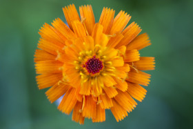 Stock Image: orange hawkweed flower macro