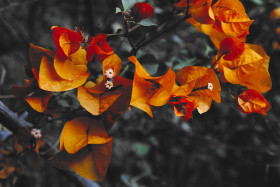 Stock Image: orange leafs