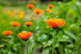 Stock Image: Orange marigolds
