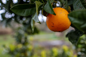 Stock Image: Orange on a tree