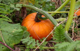 Stock Image: Orange Pumpkin
