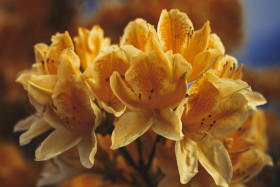 Stock Image: orange rhododendron