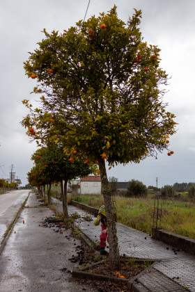 Stock Image: Orange tree in the rain