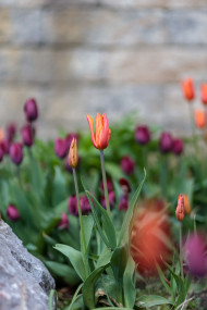 Stock Image: Orange tulip
