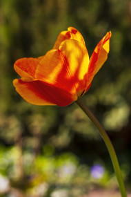 Stock Image: orange tulip in spring