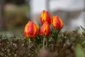 Stock Image: orange tulips