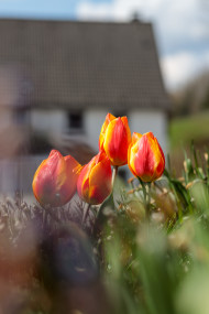Stock Image: orange tulips on a farm garden