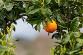 Stock Image: Orange with beautiful bokeh background hanging from a tree