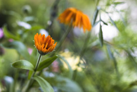 Stock Image: orange yellow beautiful blooming daisy