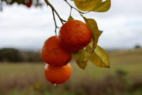 Stock Image: Oranges on a tree