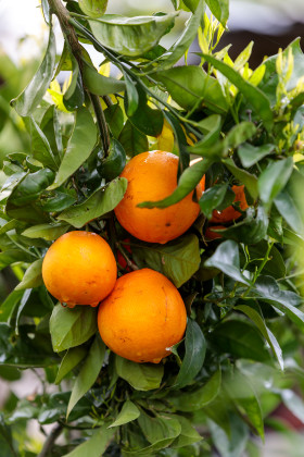 Stock Image: Oranges on a tree in Portugal