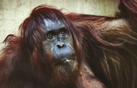 Stock Image: orangutan