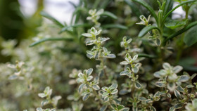 Stock Image: oregano and marjoram herbs