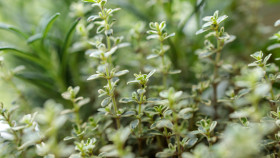 Stock Image: Oregano Herbs
