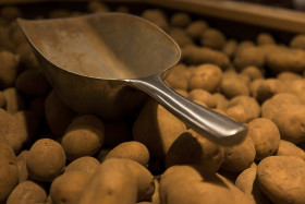Stock Image: organic potatoes