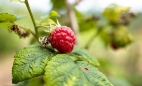Stock Image: Organic raspberry