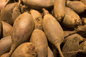 Stock Image: organic turnips