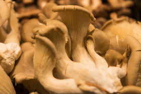 Stock Image: oyster mushrooms