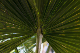 Stock Image: palm leaf
