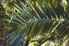 Stock Image: palm leaf