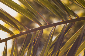 Stock Image: palm leaf sun drenched