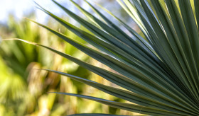Stock Image: palm leaves
