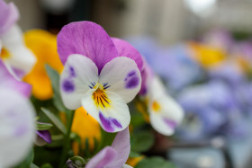 Stock Image: pansy flower