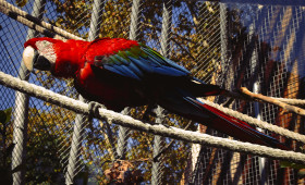 Stock Image: parrot ara