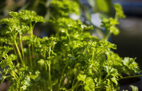 Stock Image: parsley herb in sunshine