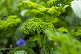 Stock Image: Parsley in the garden