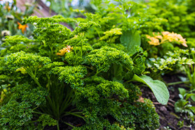 Stock Image: Parsley in the herb garden