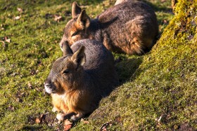 Stock Image: Patagonian Mara (Dolichotis patagonum)