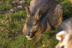 Stock Image: Patagonian Mara (Dolichotis patagonum)