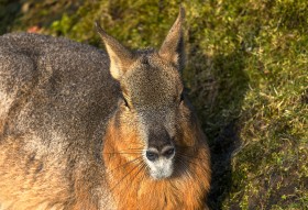 Stock Image: Patagonian mara face